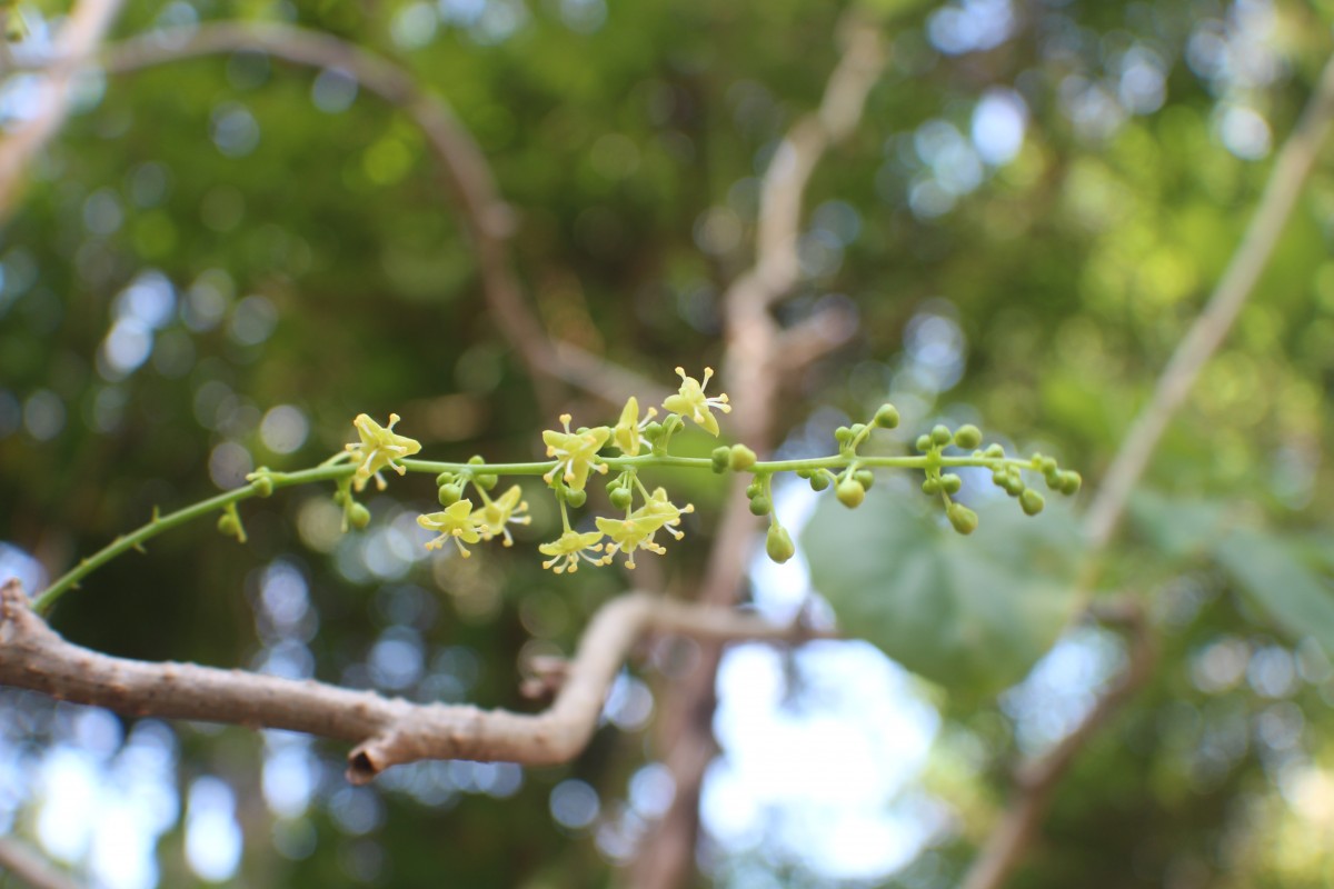 Tinospora cordifolia (Willd.) Hook.f. & Thomson